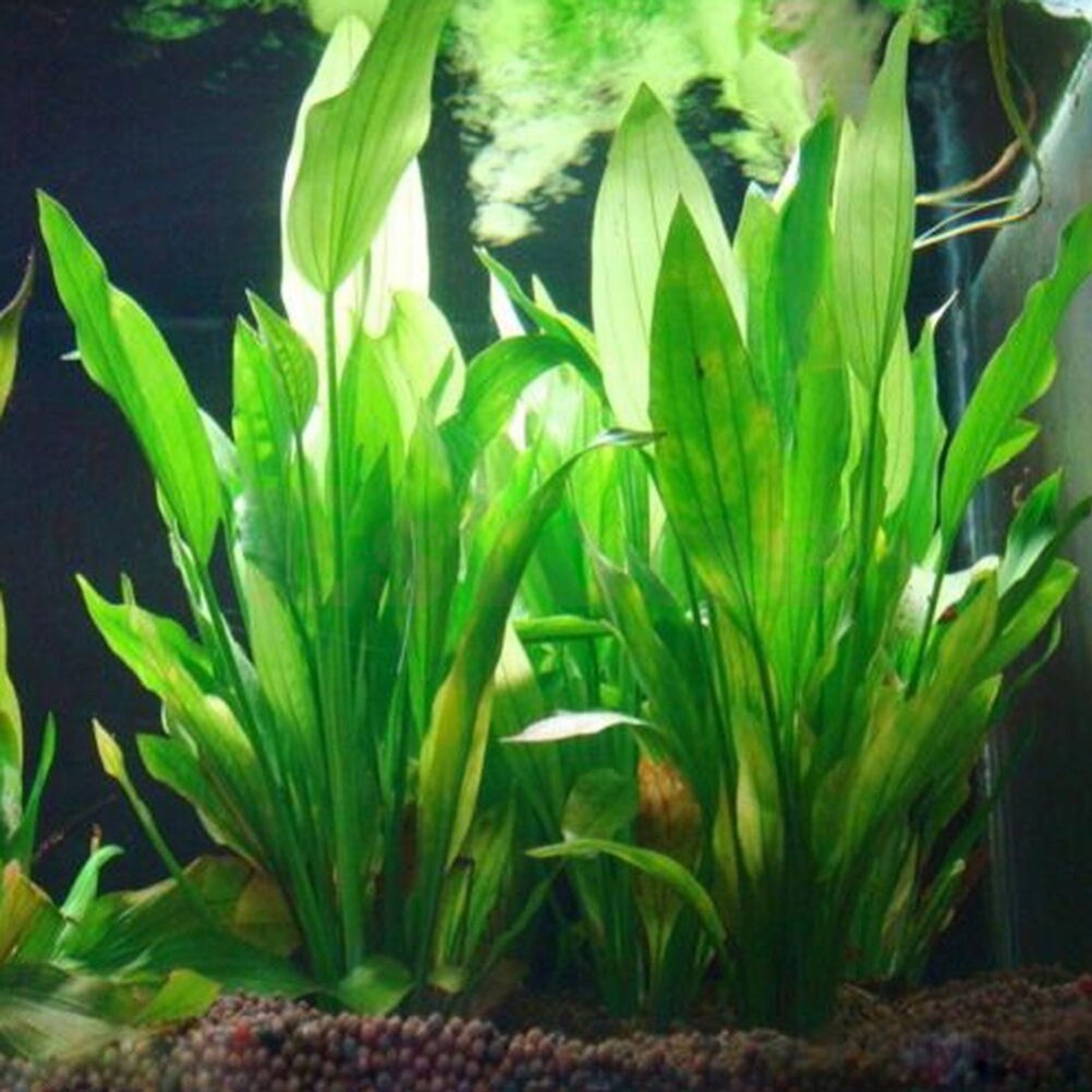 Aquarium Innovative Marine - Plantes artificielles décoratives pour aquarium, ornement