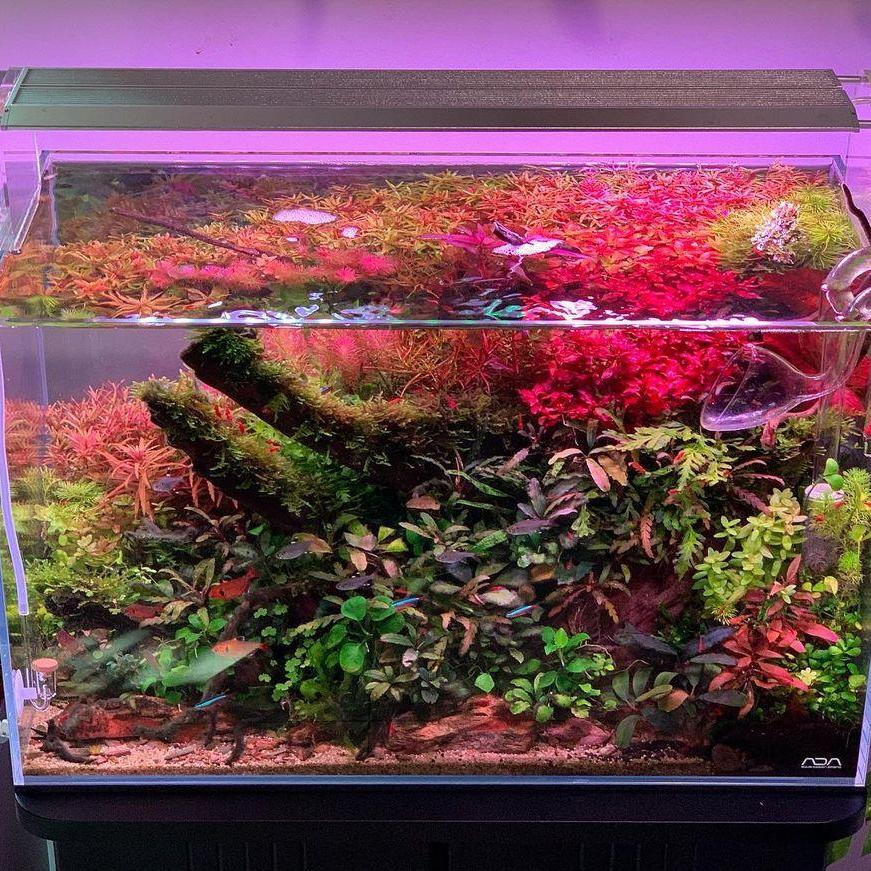 WEEK AQUA Lumière LED vive pou - Aqua Marine Tank avis et prix